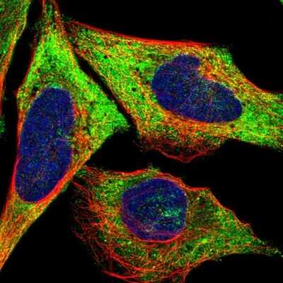 Immunocytochemistry/ Immunofluorescence: LLGL2 Antibody [NBP1-81753]