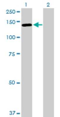 Western Blot: LLGL2 Antibody [H00003993-D01P]