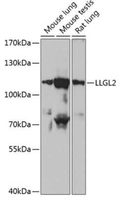 Western Blot: LLGL2 AntibodyBSA Free [NBP3-03969]