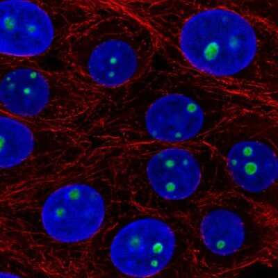 Immunocytochemistry/ Immunofluorescence: LLPH Antibody [NBP2-55472]
