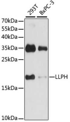 Western Blot: LLPH AntibodyAzide and BSA Free [NBP3-04427]