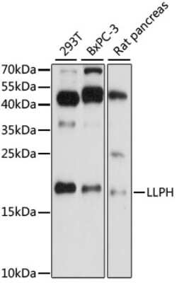 Western Blot: LLPH AntibodyAzide and BSA Free [NBP3-04428]