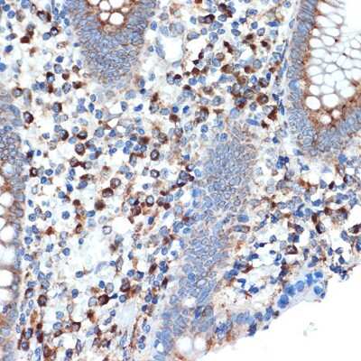 Immunohistochemistry-Paraffin: LMAN1 Antibody (3A1X6) [NBP3-16517]