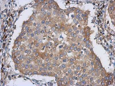Immunohistochemistry-Paraffin: LMAN1 Antibody [NBP2-19366]