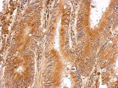 Immunohistochemistry-Paraffin: LMAN1 Antibody [NBP2-19366]