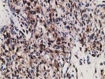 Immunohistochemistry: LMAN1 Antibody (OTI1A8) - Azide and BSA Free [NBP2-71152]