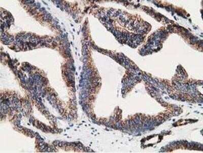 Immunohistochemistry: LMAN1 Antibody (OTI1A8) - Azide and BSA Free [NBP2-71152]
