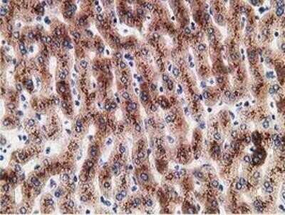 Immunohistochemistry: LMAN1 Antibody (OTI1A8) - Azide and BSA Free [NBP2-71152]