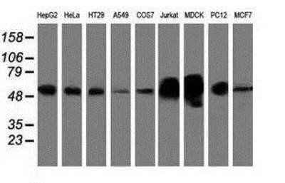 Western Blot: LMAN1 Antibody (OTI1A8)Azide and BSA Free [NBP2-71152]