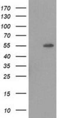Western Blot: LMAN1 Antibody (OTI1A8)Azide and BSA Free [NBP2-71152]