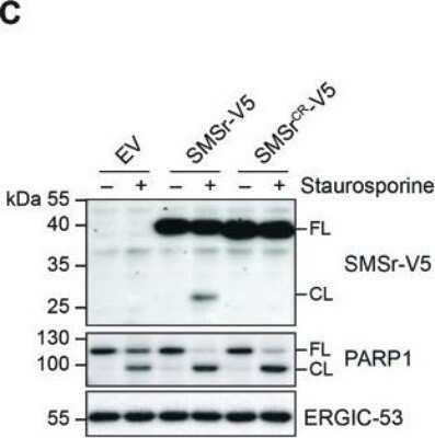 Western Blot: LMAN1 Antibody (OTI1A8)Azide and BSA Free [NBP2-71152]