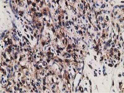 Immunohistochemistry-Paraffin: LMAN1 Antibody (OTI1A8) [NBP2-03381]
