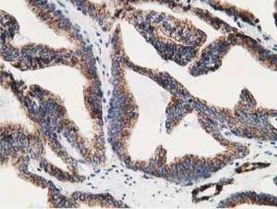 Immunohistochemistry-Paraffin: LMAN1 Antibody (OTI1A8) [NBP2-03381]