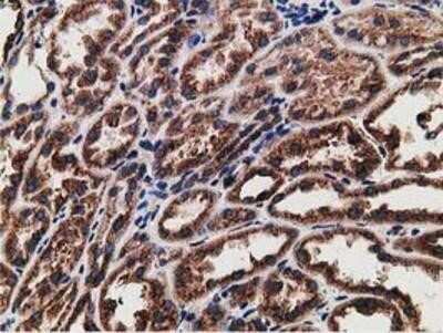 Immunohistochemistry-Paraffin: LMAN1 Antibody (OTI1A8) [NBP2-03381]