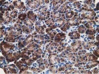 Immunohistochemistry-Paraffin: LMAN1 Antibody (OTI1A8) [NBP2-03381]