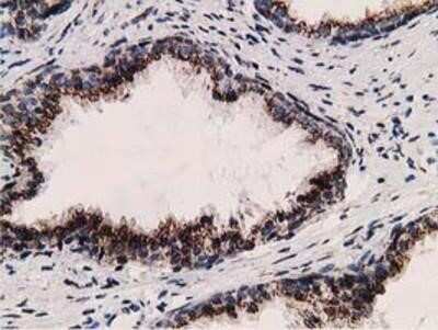 Immunohistochemistry-Paraffin: LMAN1 Antibody (OTI1A8) [NBP2-03381]