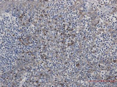 Immunohistochemistry-Paraffin: LMAN1 Antibody (S03-5C3) [NBP3-19885]
