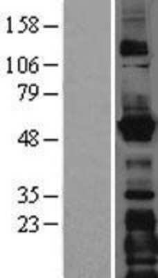 Western Blot: LMAN1 Overexpression Lysate [NBL1-12557]