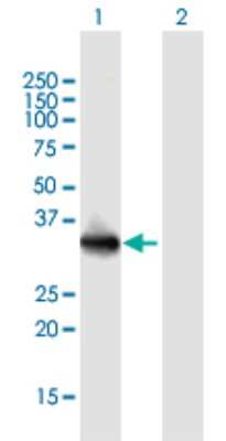 Western Blot: LMAN2L Antibody [H00081562-B01P]