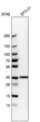 Western Blot: LMAN2L Antibody [NBP1-84152]