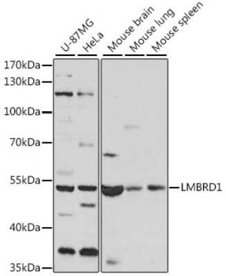 Western Blot: LMBRD1 AntibodyAzide and BSA Free [NBP3-04860]