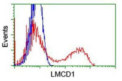 Flow Cytometry: LMCD1 Antibody (OTI1H5) [NBP2-00934]