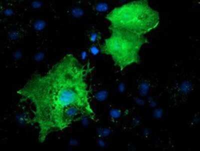 Immunocytochemistry/ Immunofluorescence: LMCD1 Antibody (OTI1H5) - Azide and BSA Free [NBP2-71865]