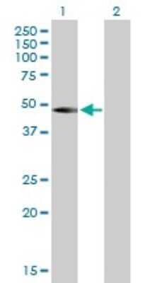 Western Blot: LMCD1 Antibody [H00029995-B01P]