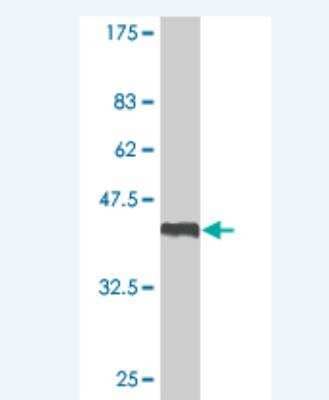 Western Blot: LMO1 Antibody (4C7) [H00004004-M06]