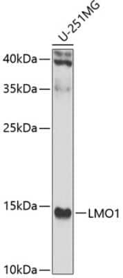 Western Blot: LMO1 AntibodyBSA Free [NBP3-04459]