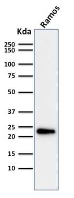 Western Blot: LMO2 Antibody (LMO2/1971)Azide and BSA Free [NBP3-08268]