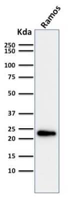 Western Blot: LMO2 Antibody (LMO2/1971) [NBP3-07249]