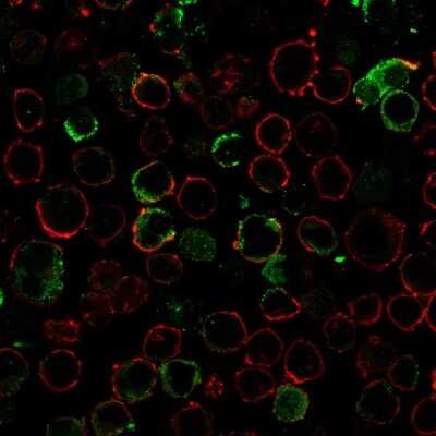 Immunocytochemistry/ Immunofluorescence: LMO2 Antibody (LMO2/3147R) [NBP3-07201]