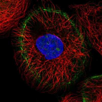 Immunocytochemistry/ Immunofluorescence: LMO7 Antibody [NBP2-55620]