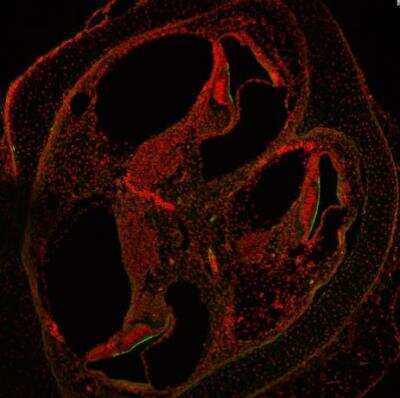Immunohistochemistry-Frozen: LMO7 Antibody [NB100-1360]
