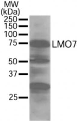 Western Blot: LMO7 Antibody [NB100-1360]