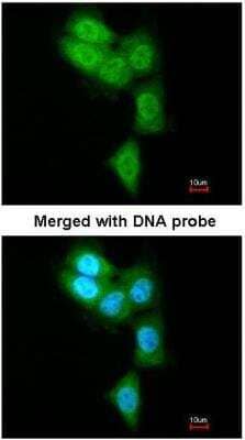 Immunocytochemistry/ Immunofluorescence: LMP7/PSMB8 Antibody [NBP1-33540]