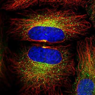 Immunocytochemistry/ Immunofluorescence: LMP7/PSMB8 Antibody [NBP2-47395]