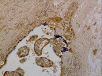 Immunohistochemistry-Paraffin: Kininogen Antibody (MM0437-11L36) - Azide and BSA Free [NBP2-11757]