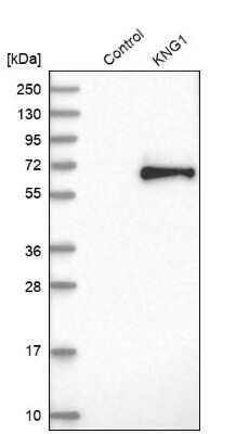 Western Blot: Kininogen Antibody [NBP1-89993]