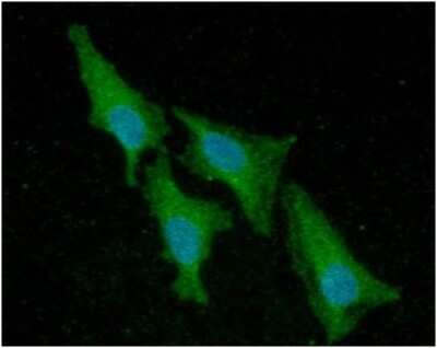Immunocytochemistry/ Immunofluorescence: LMW-PTP/ACP1 Antibody (5C11) - BSA Free [NBP2-59404]