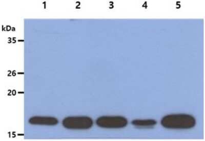 Western Blot: LMW-PTP/ACP1 Antibody (5C11)BSA Free [NBP2-59404]