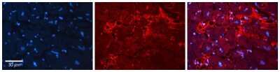 Immunohistochemistry: LMW-PTP/ACP1 Antibody [NBP1-55482]