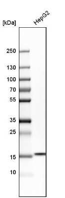 Western Blot: LMW-PTP/ACP1 Antibody [NBP1-89551]