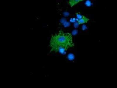 Immunocytochemistry/ Immunofluorescence: LNK/SH2B3 Antibody (OTI2D8) - Azide and BSA Free [NBP2-72514]