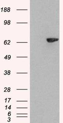 Western Blot: LNK/SH2B3 Antibody [NB100-2295]