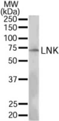 Western Blot: LNK/SH2B3 Antibody [NB100-2295]