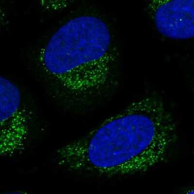 Immunocytochemistry/ Immunofluorescence: LNX2 Antibody [NBP1-81069]