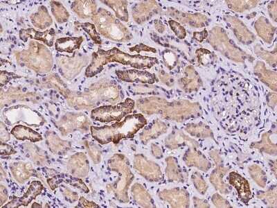 Immunohistochemistry-Paraffin: LNX2 Antibody [NBP2-98102]