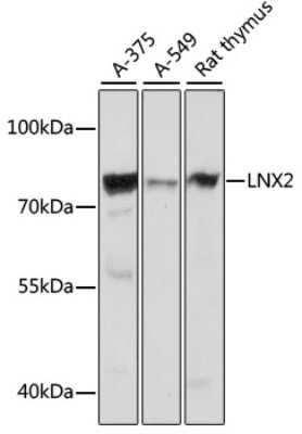 Western Blot: LNX2 AntibodyAzide and BSA Free [NBP3-04570]